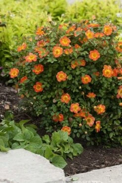 Oso Easy 'Hot Paprika' Rose - 3 Gallon Pot -Plant Shop rose hot paprika 7