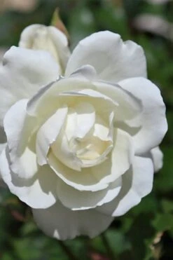 Iceberg Tree Rose - 7 Gallon Pot -Plant Shop rose iceberg 25 1