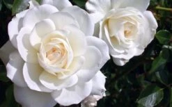 Iceberg Shrub Rose - 3 Gallon Pot -Plant Shop rose iceberg 28