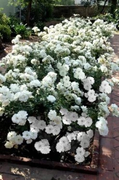 Iceberg Shrub Rose - 3 Gallon Pot -Plant Shop rose iceberg 31