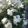 Iceberg Shrub Rose - 3 Gallon Pot -Plant Shop rose iceberg 32