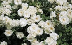 Iceberg Tree Rose - 7 Gallon Pot -Plant Shop rose iceburg 800x500 2
