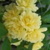 Lady Banks Yellow Rose - 2 Gallon Pot -Plant Shop rose lady banks yellow 29 3
