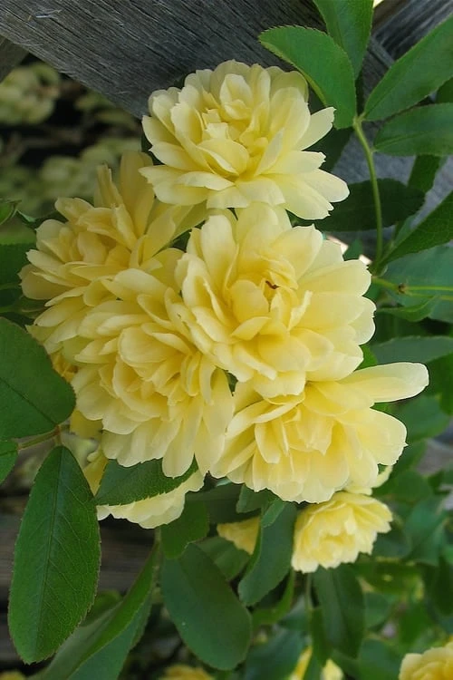 Lady Banks Yellow Rose - 1 Gallon Pot 3 Lady Banks Yellow Rose - 1 Gallon Pot