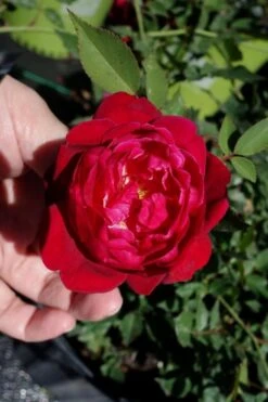 Louis Phillippe Rose - 3 Gallon Pot -Plant Shop rose louise phillippe 23