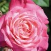 Peppermint Pop Rose - 3 Gallon Pot -Plant Shop rose peppermint pop 2
