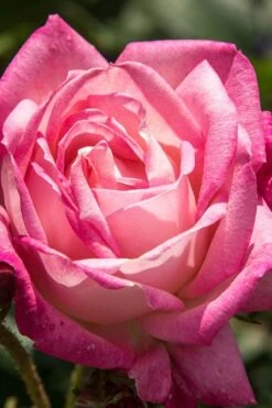 Peppermint Pop Rose - 3 Gallon Pot -Plant Shop rose peppermint pop 3