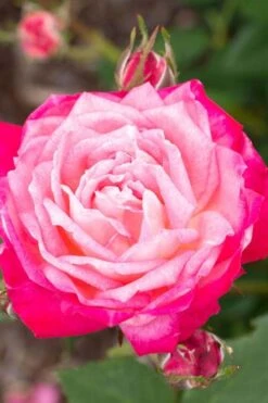 Peppermint Pop Rose - 3 Gallon Pot -Plant Shop rose pop rose 500x750 1