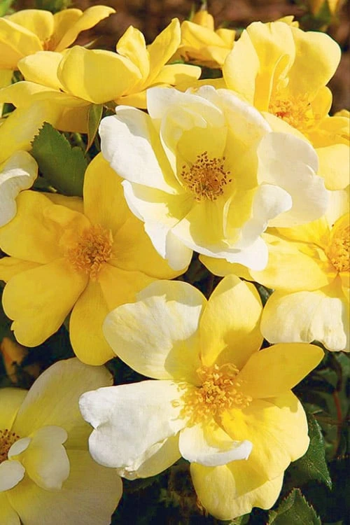 Sunny Yellow Knock Out Rose - 1 Gallon Pot 3 Sunny Yellow Knock Out Rose - 1 Gallon Pot