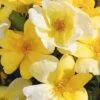 Sunny Yellow Knock Out Rose - 2 Gallon Pot -Plant Shop rose sunny knock out 30