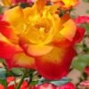 Sunset Horizon Rose - 3 Gallon Pot -Plant Shop rose sunset horizon 2