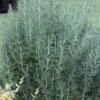 Salem Rosemary - 1 Gallon Pot -Plant Shop rosmarinus officinalis salem rosemary 5