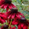 Cherry Brandy Rudbeckia (Black Eyed Susan) - 10" Patio Pot -Plant Shop rudbeckia cherry brandy 12 1