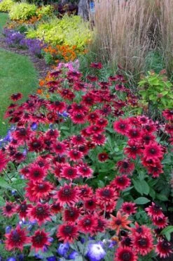 Cherry Brandy Rudbeckia (Black Eyed Susan) - 1 Gallon Pot -Plant Shop rudbeckia cherry brandy 15