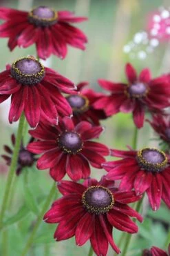Cherry Brandy Rudbeckia (Black Eyed Susan) - 1 Gallon Pot -Plant Shop rudbeckia cherry brandy 16