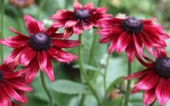 Cherry Brandy Rudbeckia (Black Eyed Susan) - 10" Patio Pot -Plant Shop rudbeckia cherry brandy 2 800x500 2