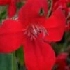 Ragin' Cajun Red Mexican Petunia (Ruellia Elegans) - 5 Pack Quart Pots -Plant Shop ruellia elegans ragin cajun red mexican petunia 1
