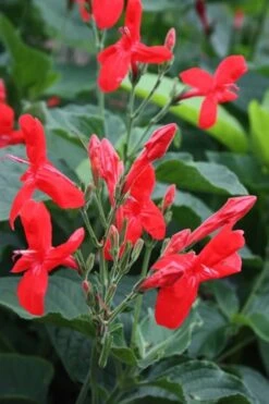 Ragin' Cajun Red Mexican Petunia (Ruellia Elegans) - 5 Pack Quart Pots -Plant Shop ruellia elegans ragin cajun red mexican petunia 2