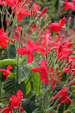 Ragin' Cajun Red Mexican Petunia (Ruellia Elegans) - 1 Gallon Pot -Plant Shop ruellia elegans ragin cajun red mexican petunia 3 1
