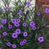 Purple Showers Mexican Petunia - Ruellia - 1 Gallon Pot 1 Purple Showers Mexican Petunia - Ruellia - 1 Gallon Pot -Plant Shop ruellia simplex purple showers mexican petunia 102