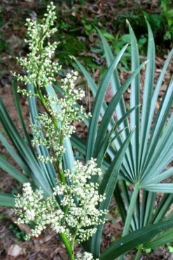 Blue Stem Dwarf Palmetto Palm (Sabal Minor) - 3 Gallon Pot -Plant Shop sabal minor dwarf blue stem palmetto palm 1