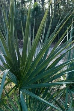 Blue Stem Dwarf Palmetto Palm (Sabal Minor) - 3 Gallon Pot -Plant Shop sabal minor dwarf blue stem palmetto palm 3