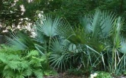 Blue Stem Dwarf Palmetto Palm (Sabal Minor) - 3 Gallon Pot -Plant Shop sabal minor dwarf blue stem palmetto palm 6