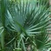 Blue Stem Dwarf Palmetto Palm (Sabal Minor) - 3 Gallon Pot 2 Blue Stem Dwarf Palmetto Palm (Sabal Minor) - 3 Gallon Pot -Plant Shop sabal minor dwarf blue stem palmetto palm 7