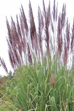 Ravenna Hardy Pampas Grass - 1 Gallon Pot -Plant Shop sacccharun ravennae hardy pampas grass 2
