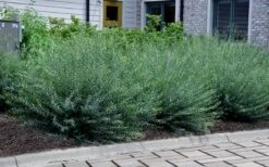 Dwarf Blue Arctic Willow Bush (Salix Purpurea 'Nana') - 2 Gallon Pot -Plant Shop salix purpurea dwarf blue arctic willow 13