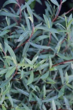 Dwarf Blue Arctic Willow Bush (Salix Purpurea 'Nana') - 2 Gallon Pot -Plant Shop salix purpurea dwarf blue arctic willow 19