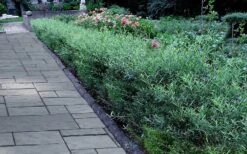 Dwarf Blue Arctic Willow Bush (Salix Purpurea 'Nana') - 2 Gallon Pot -Plant Shop salix purpurea dwarf blue arctic willow 3