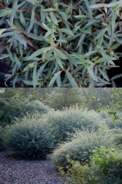 Dwarf Blue Arctic Willow Bush (Salix Purpurea 'Nana') - 2 Gallon Pot -Plant Shop salix purpurea dwarf blue arctic willow 5
