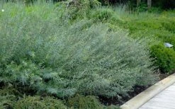 Dwarf Blue Arctic Willow Bush (Salix Purpurea 'Nana') - 2 Gallon Pot -Plant Shop salix purpurea dwarf blue arctic willow 8