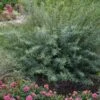 Dwarf Blue Arctic Willow Bush (Salix Purpurea 'Nana') - 2 Gallon Pot