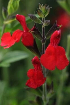 Radio Red Salvia (Autumn Sage) - 1 Gallon Pot -Plant Shop salvia greggii radio red autumn sage 1