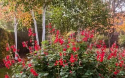 Radio Red Salvia (Autumn Sage) - 1 Gallon Pot -Plant Shop salvia greggii radio red autumn sage 3