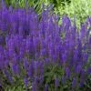 May Night Salvia - 5 Pack Of Quart Pots 1 May Night Salvia - 5 Pack Of Quart Pots -Plant Shop salvia nemerosa may night 1 1