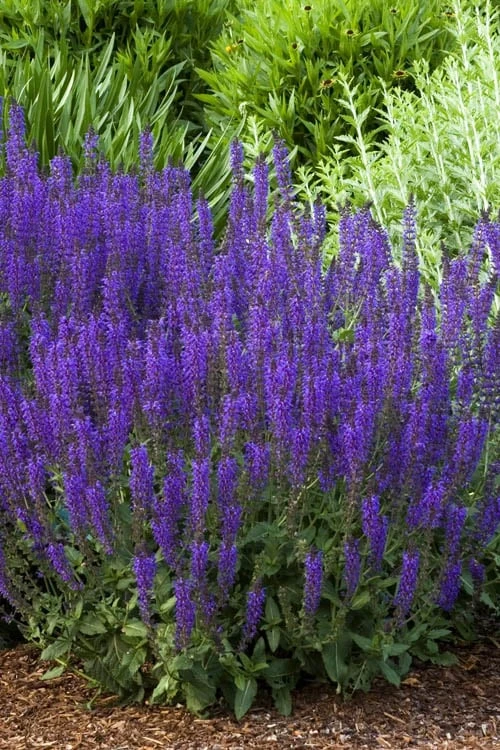May Night Salvia - 1 Gallon 3 May Night Salvia - 1 Gallon