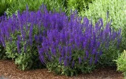 May Night Salvia - 1 Gallon 12 May Night Salvia - 1 Gallon -Plant Shop salvia nemerosa may night 2