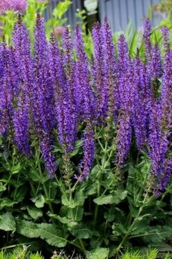 May Night Salvia - 1 Gallon 13 May Night Salvia - 1 Gallon -Plant Shop salvia nemerosa may night 4
