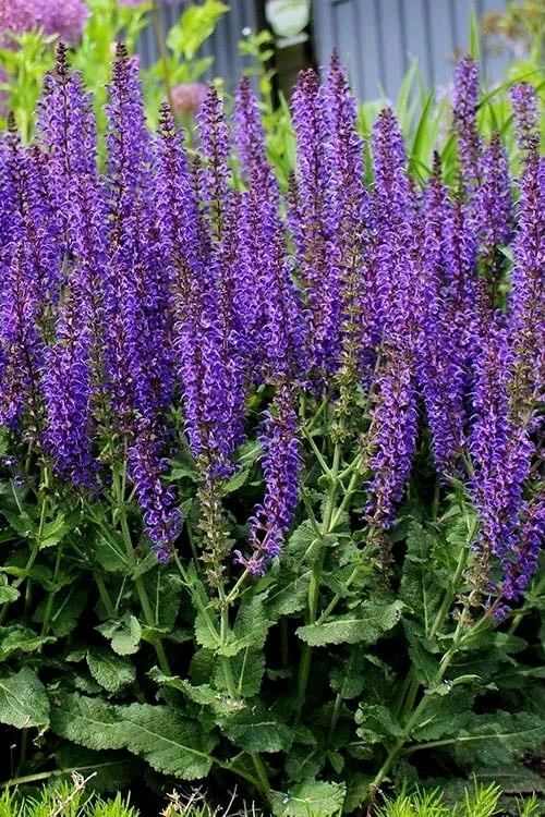 May Night Salvia - 1 Gallon 8 May Night Salvia - 1 Gallon - Image 6