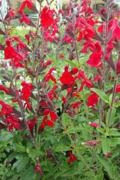 Radio Red Salvia (Autumn Sage) - 1 Gallon Pot -Plant Shop salvia radio red 2 500x750 1