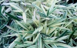 Albostriata Variegated Bamboo (Sam Bamboo) - Sasaella Masamuneana Albostriata - 1 Gallon Pot 9 Albostriata Variegated Bamboo (Sam Bamboo) - Sasaella Masamuneana Albostriata - 1 Gallon Pot -Plant Shop sam variegated bamboo