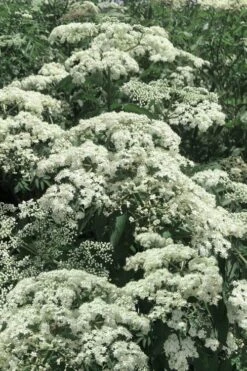 Ranch American Elderberry (Sambucus Canadensis) - 1 Gallon Pot -Plant Shop sambucus nigra canadensis common elderberry 7