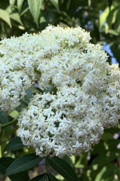 Ranch American Elderberry (Sambucus Canadensis) - 1 Gallon Pot -Plant Shop sambucus nigra canadensis common elderberry 9