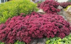 Dazzleberry Sedum - 5 Pack Of 4" Pint Pots -Plant Shop sedum dazzleberry stonecrop 3