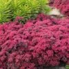 Dazzleberry Sedum - 5 Pack Of 4" Pint Pots -Plant Shop sedum dazzleberry stonecrop 5