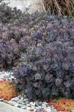 Dazzleberry Sedum - 5 Pack Of 4" Pint Pots -Plant Shop sedum dazzleberry stonecrop 6