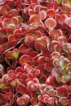 Coral Reef Sedum Tetractinum - 10 Pack Of 4" Pint Pots -Plant Shop sedum tectractinum coral reef stonecrop 1